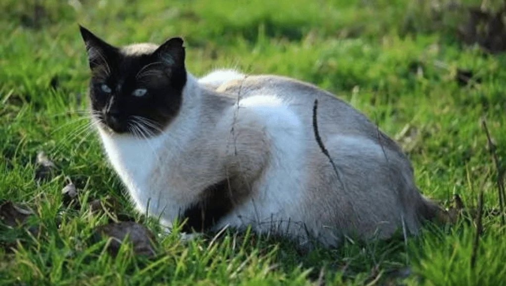 Black Cat Breeds: A Complete Guide to 12 Beautiful Types, Traits, Grooming Needs, and Family Fit