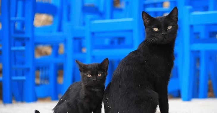 How to Tell What Breed Your Black Cat Might Be